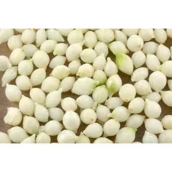 Frozen Onion (16)-6915451-61014.webp